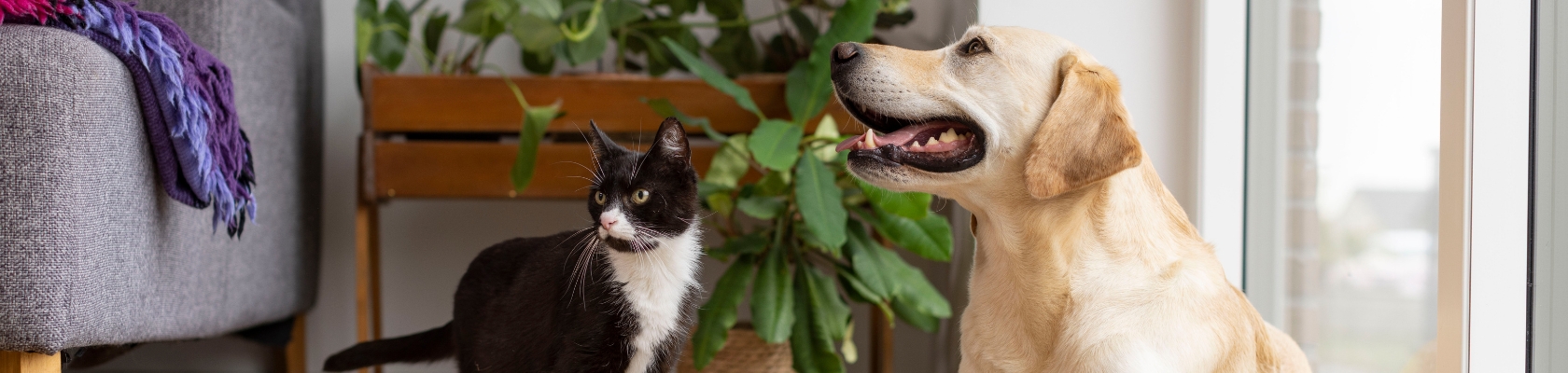 Cat_Website Banner_1680x400 - 4 Cat_Website Banner_1680x400 - 4